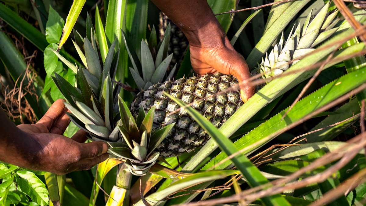 ananas dolcetto Brio