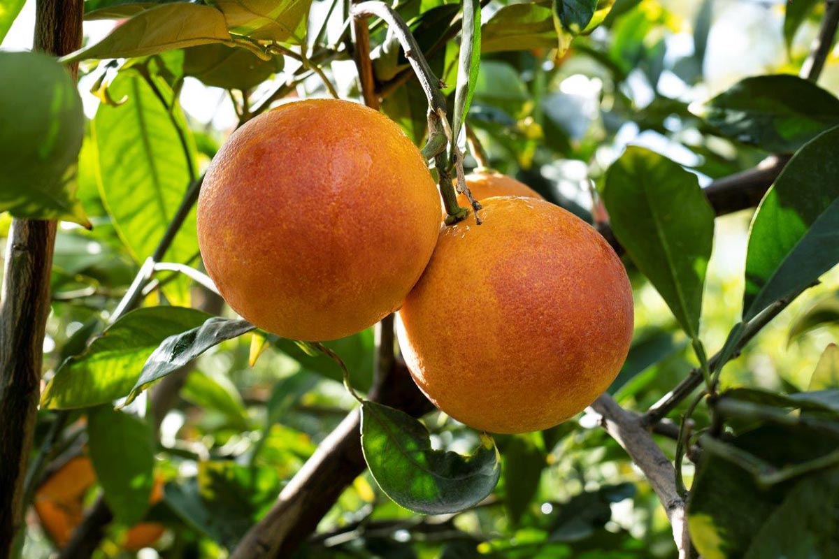 Oranfrizer