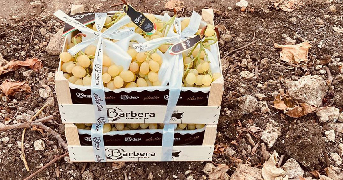 Barbera