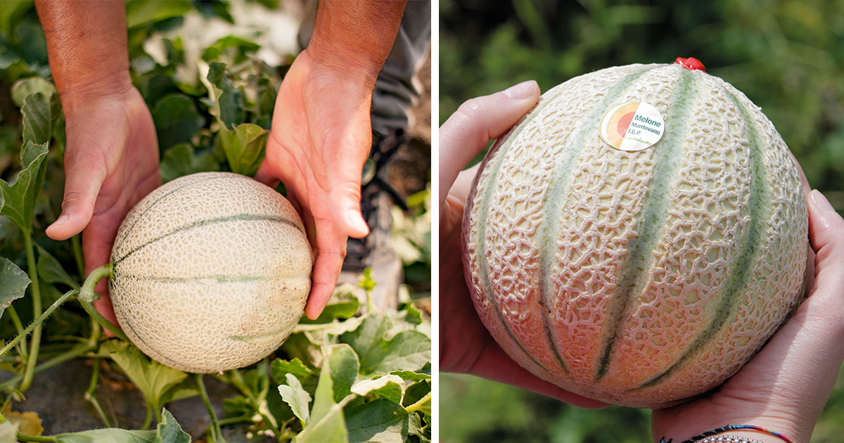 melone mantovano igp