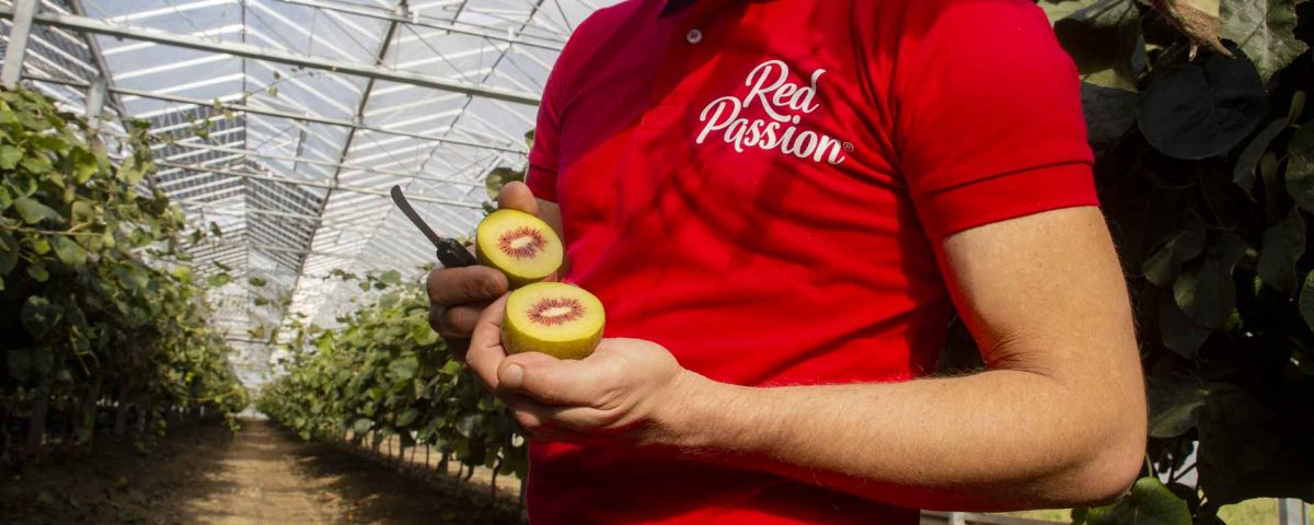 Consorzio-Kiwi-Passion-red-tagliato-meta