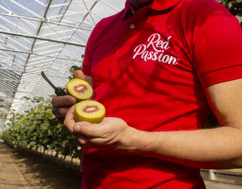 Consorzio-Kiwi-Passion-red-tagliato-meta