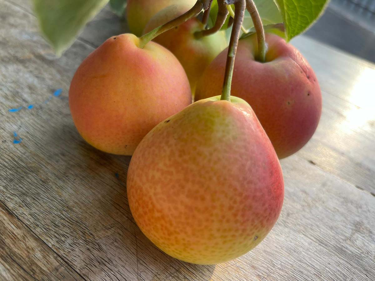 pere eden