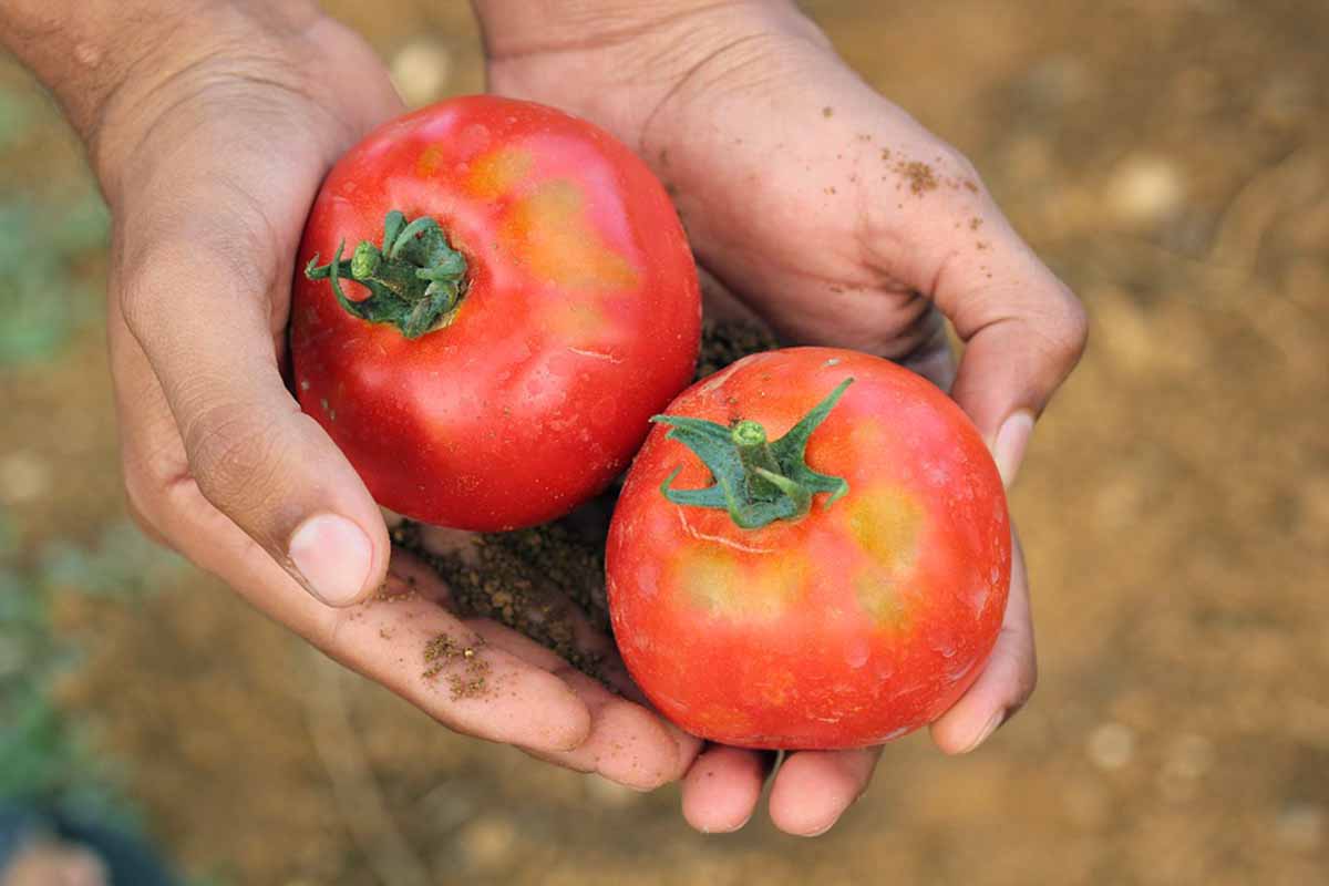 pratiche sleali agricoltura