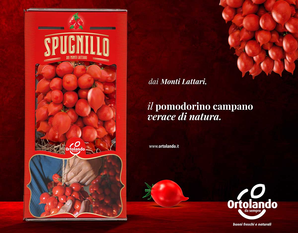 Spugnillo