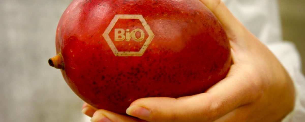 Bollini-laser-mango-Eosta-Fm