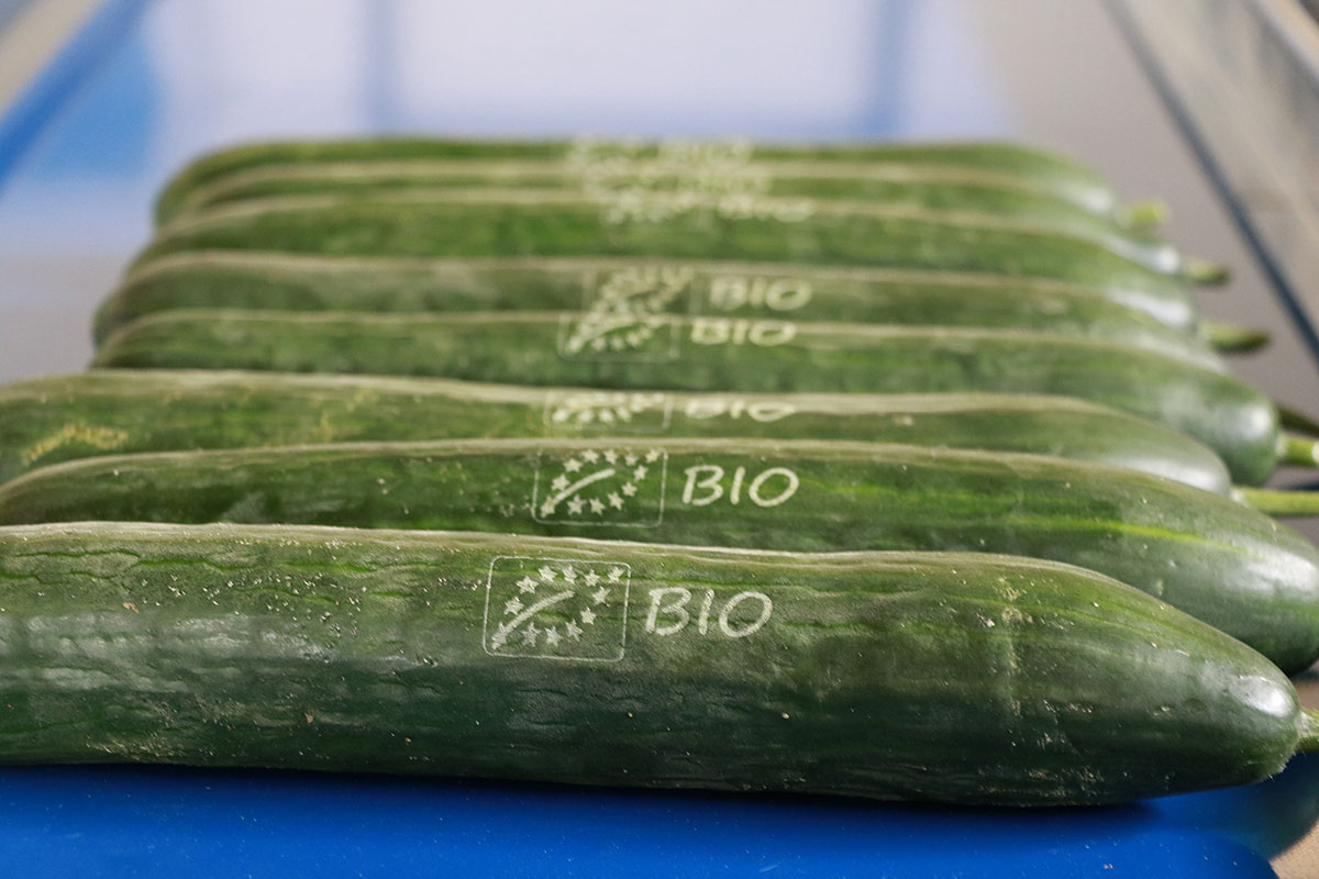 Bollino-laser-cetrioli-bio