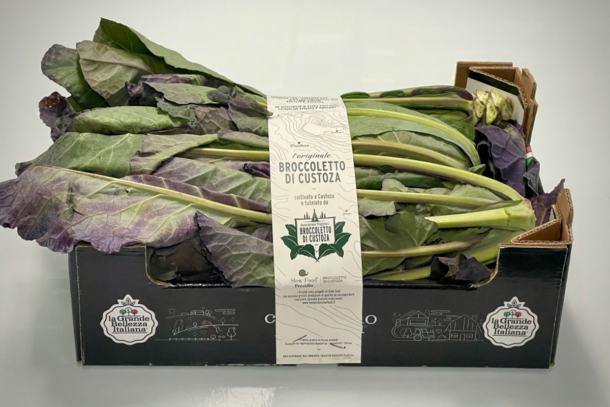 Broccoletto-Custoza-Migross-Grande-Bellezza