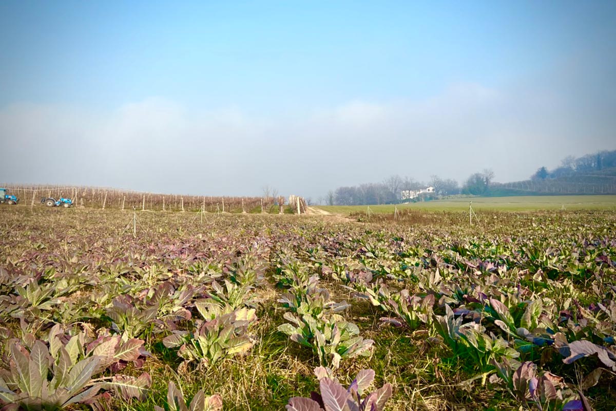 Broccoletto-Custoza-campo-produzione-copy-Fm