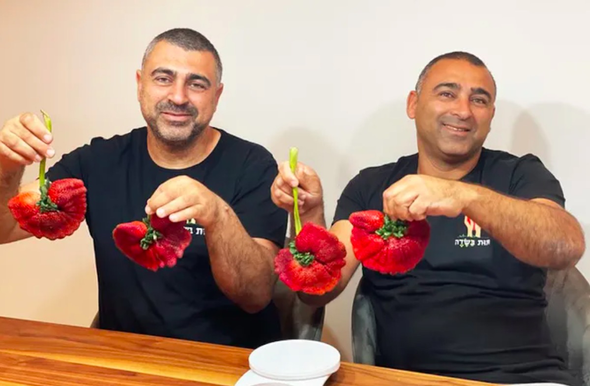 fragola record