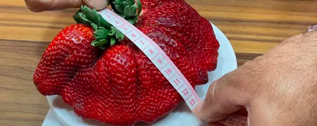 fragola record