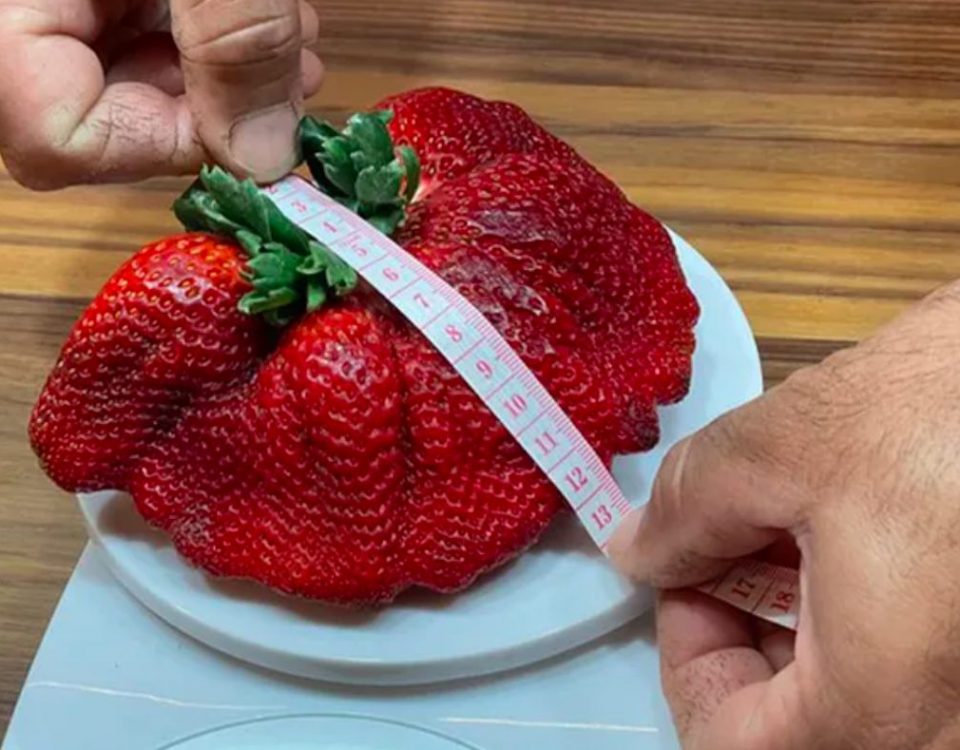 fragola record