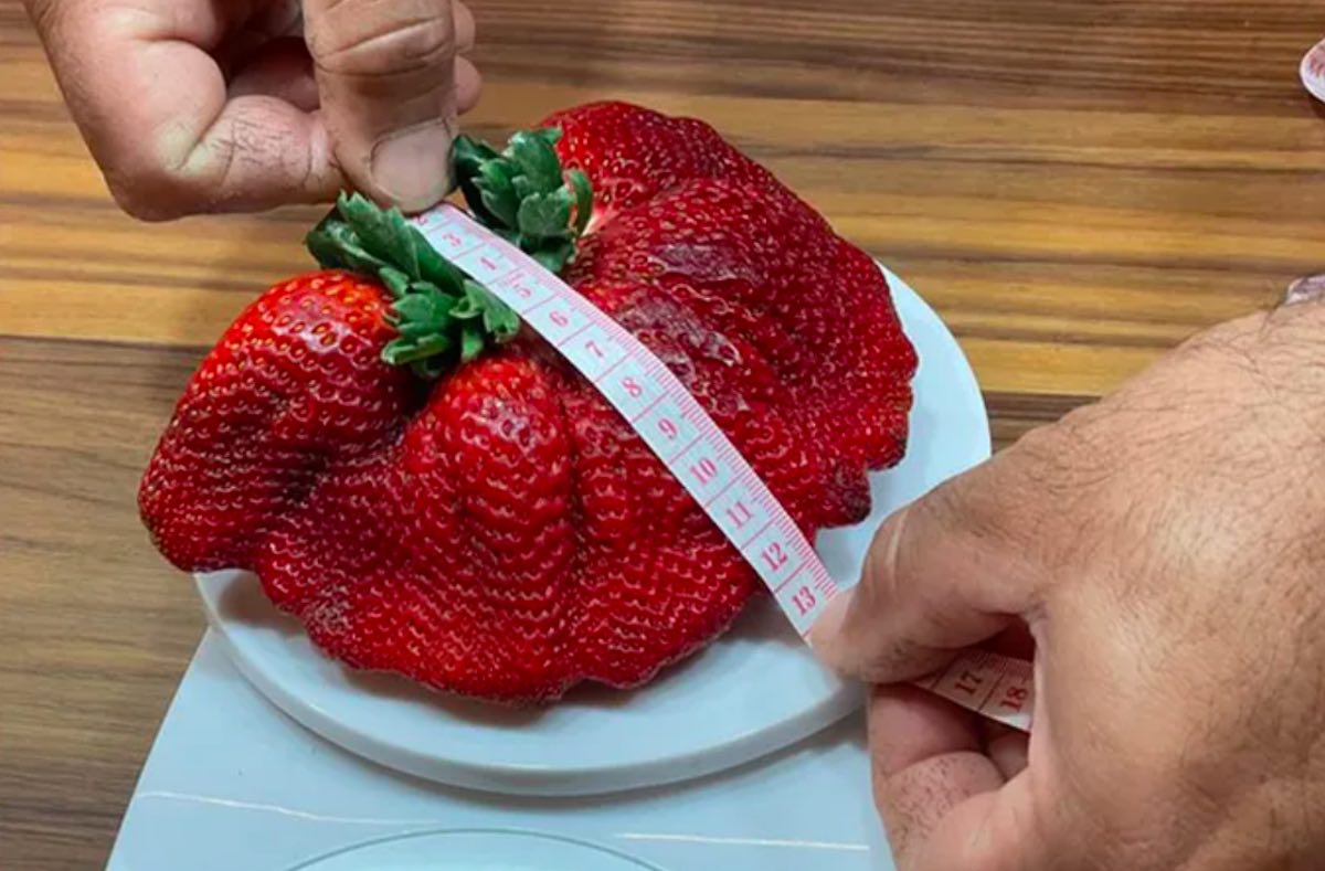 fragola record