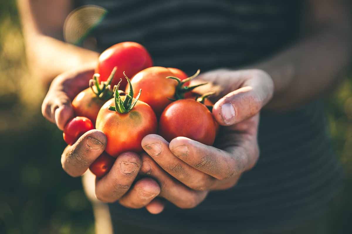pratiche sleali agricoltura