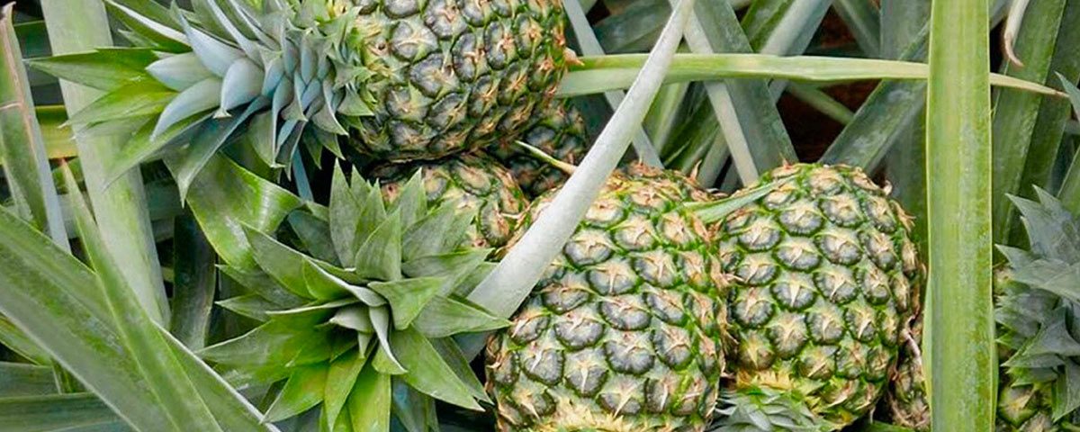 Ananas-Oxfam-supermercati-sfruttamento-03.2022