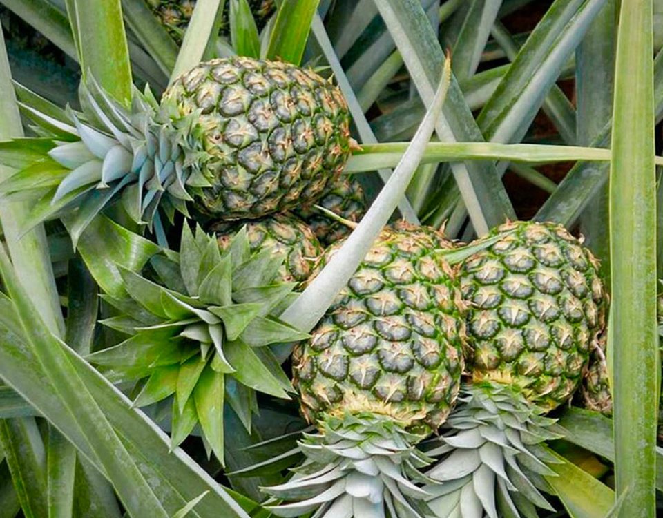 Ananas-Oxfam-supermercati-sfruttamento-03.2022