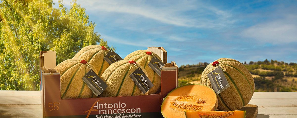 Antonio-Francescon-selezione-fondatore-meloni-cassetta