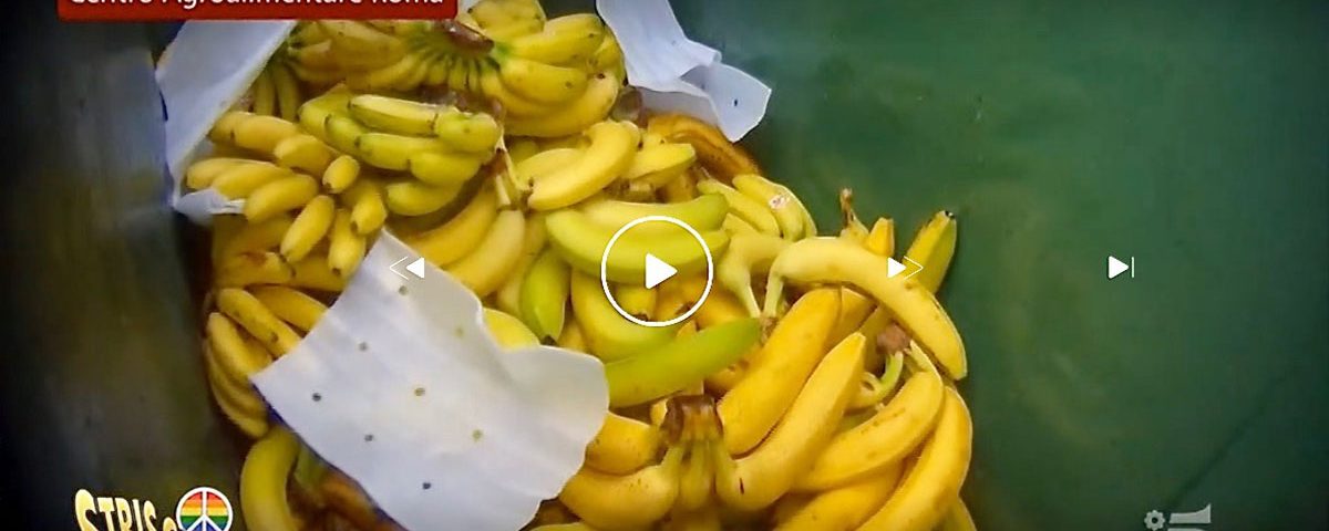 Banane-spreco-verggogna-Striscia-04.03.2022