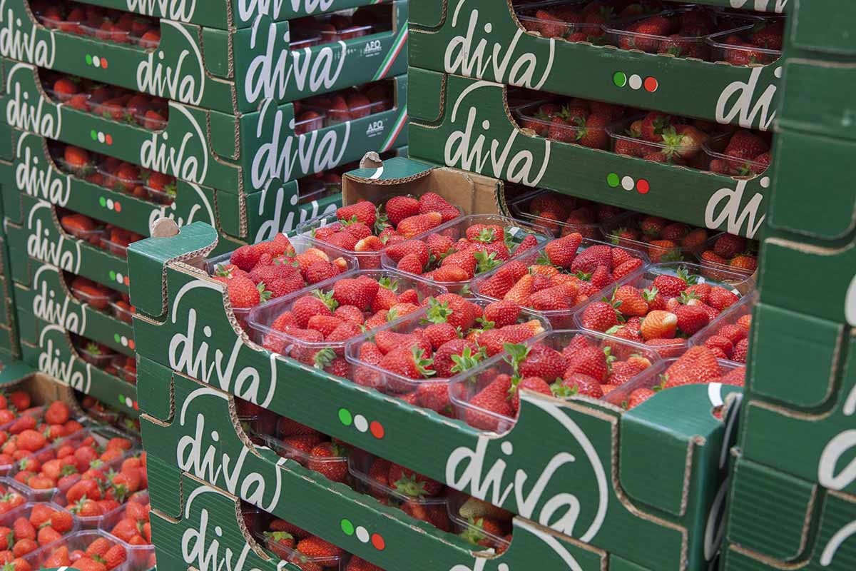 fragole Apo Scaligera