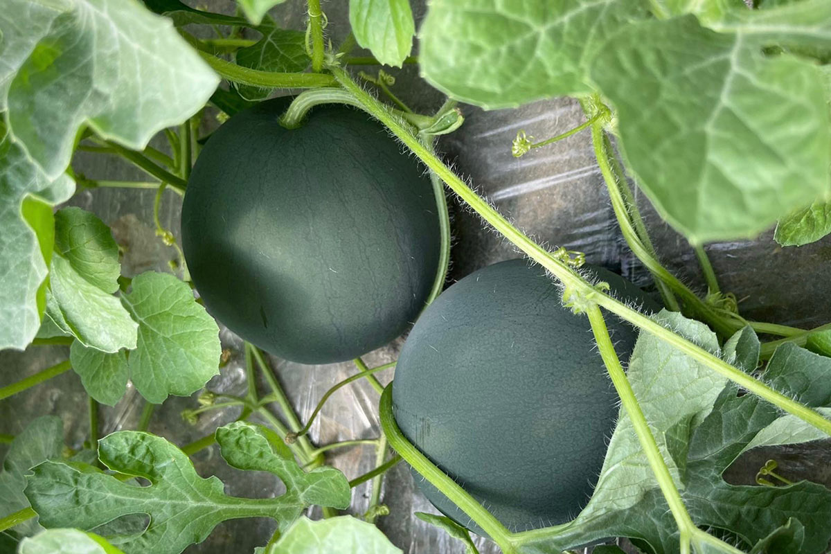 OP-Campidanese-angurie-Eleonora