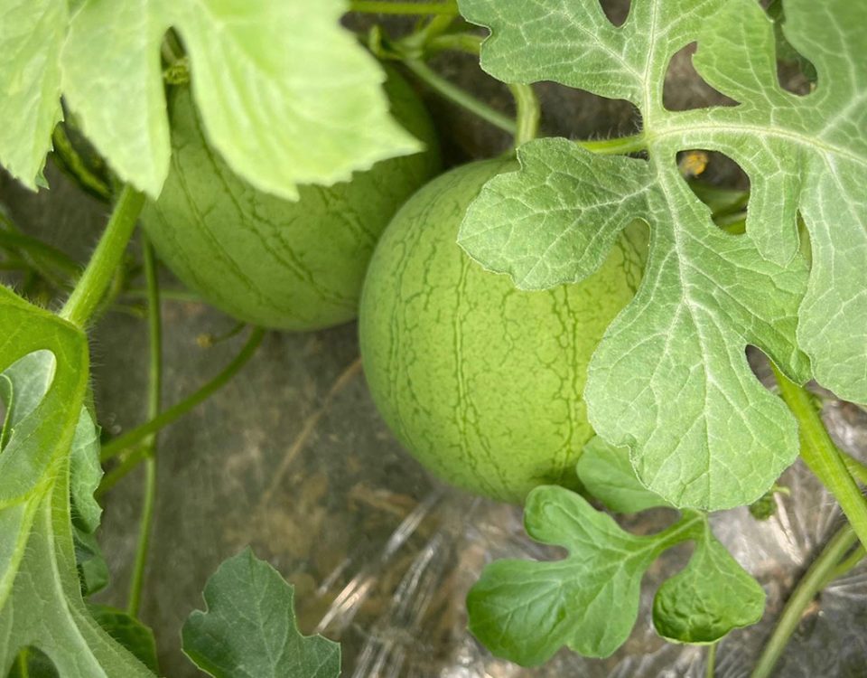 OP-Campidanese-angurie-Gavina