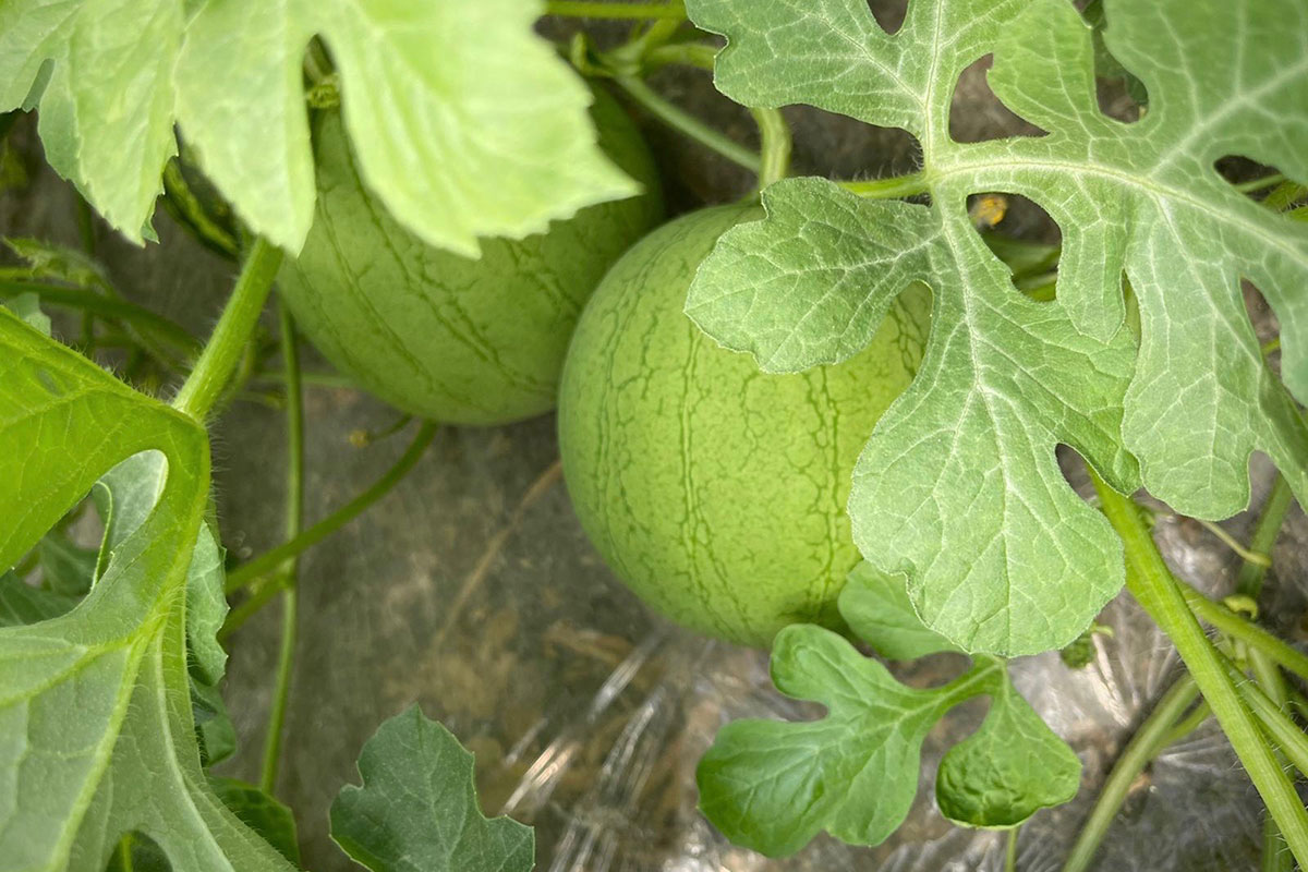 OP-Campidanese-angurie-Gavina