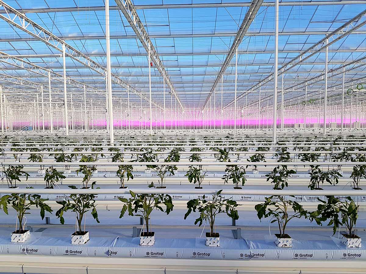 Fri-El Green House pomodoro idroponica