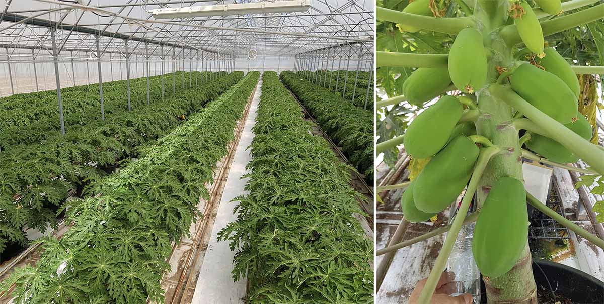 esotico idroponica Fri-El Green House