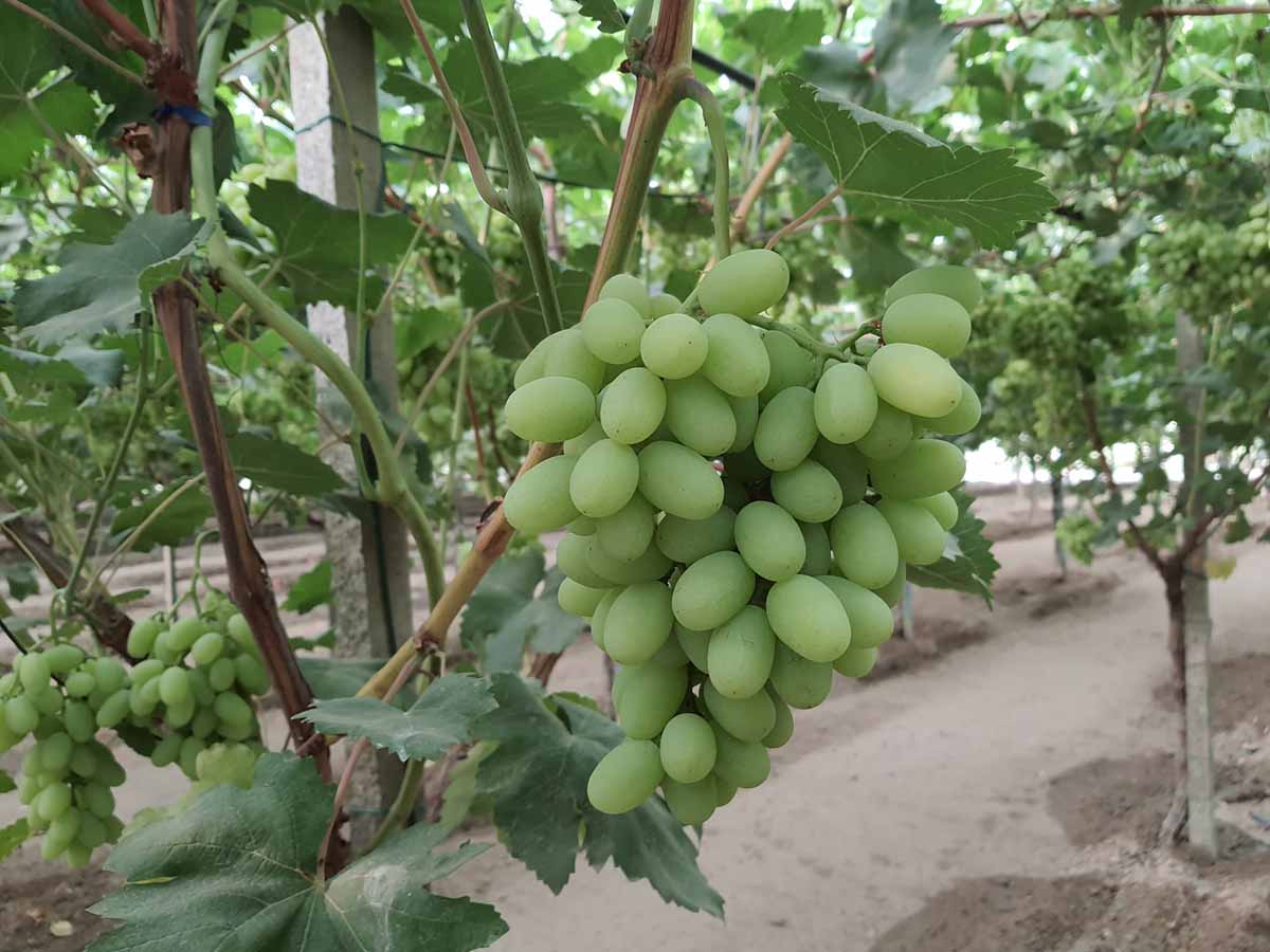uve Arra Barbera