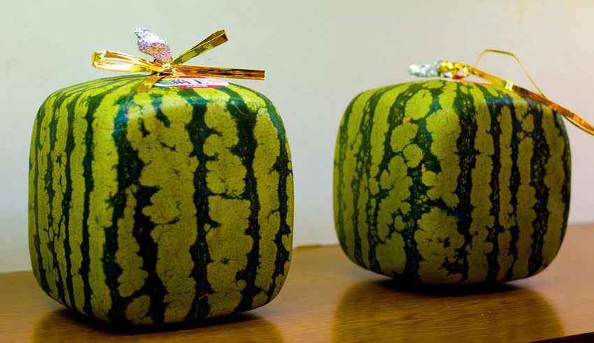 Catena per occhiali a forma di fette di fragola / Catena per occhiali