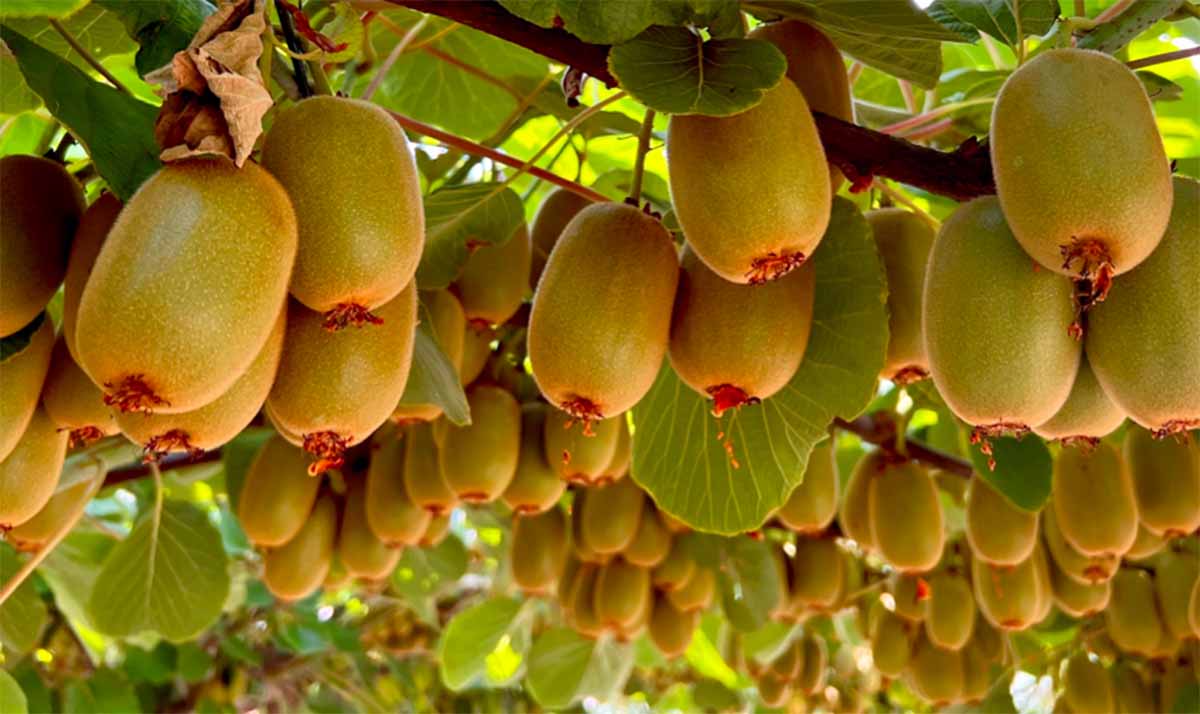 Rivoira kiwi