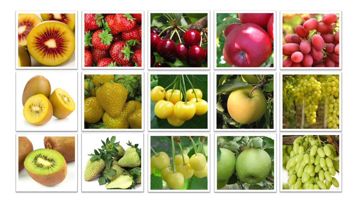 macfrut
