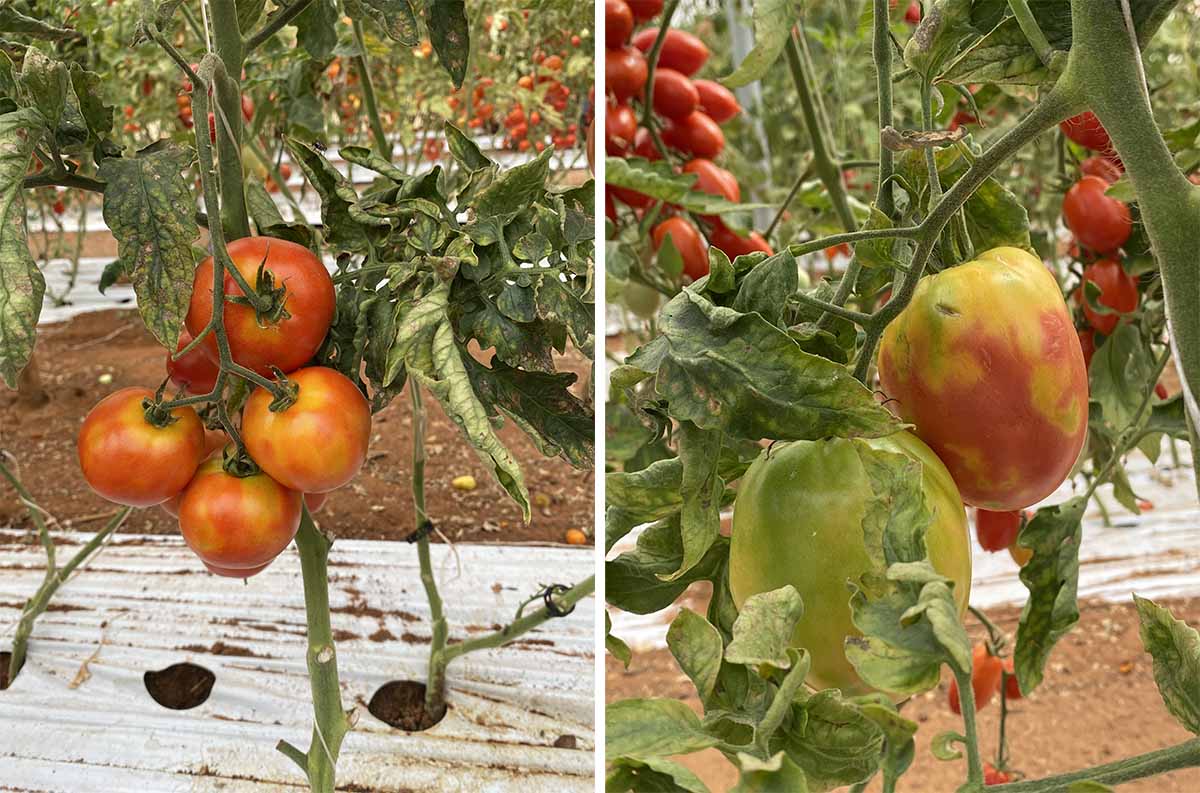 Syngenta Tomato brown virus