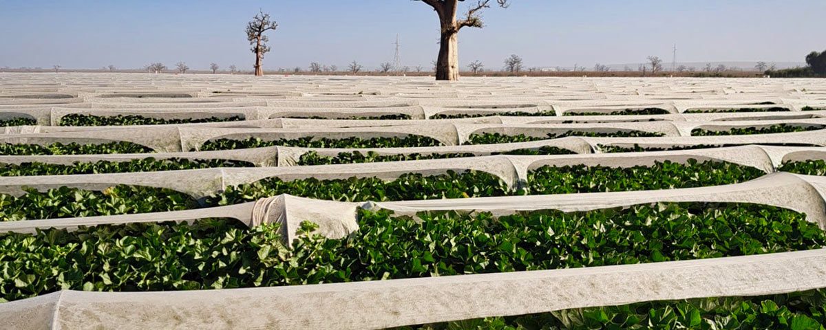 Francescon-Senegal-meloni-campi-2023
