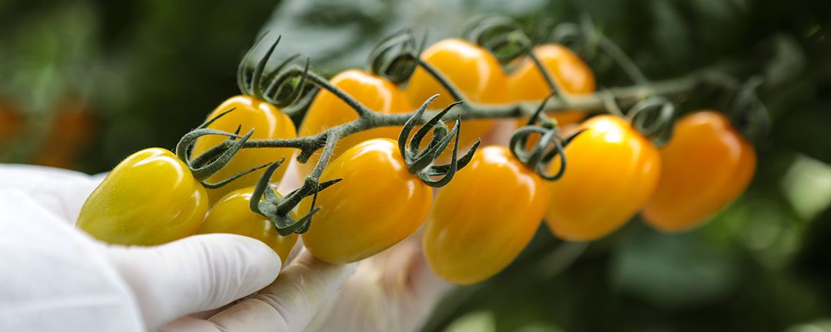 Gandini_pomodori_gialli