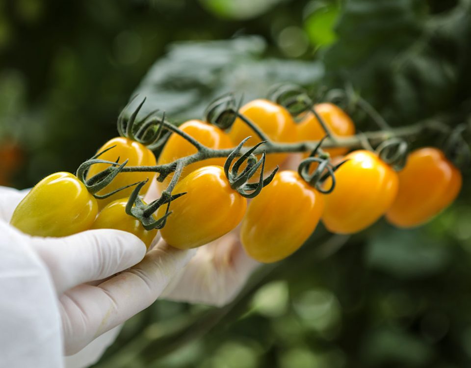 Gandini_pomodori_gialli