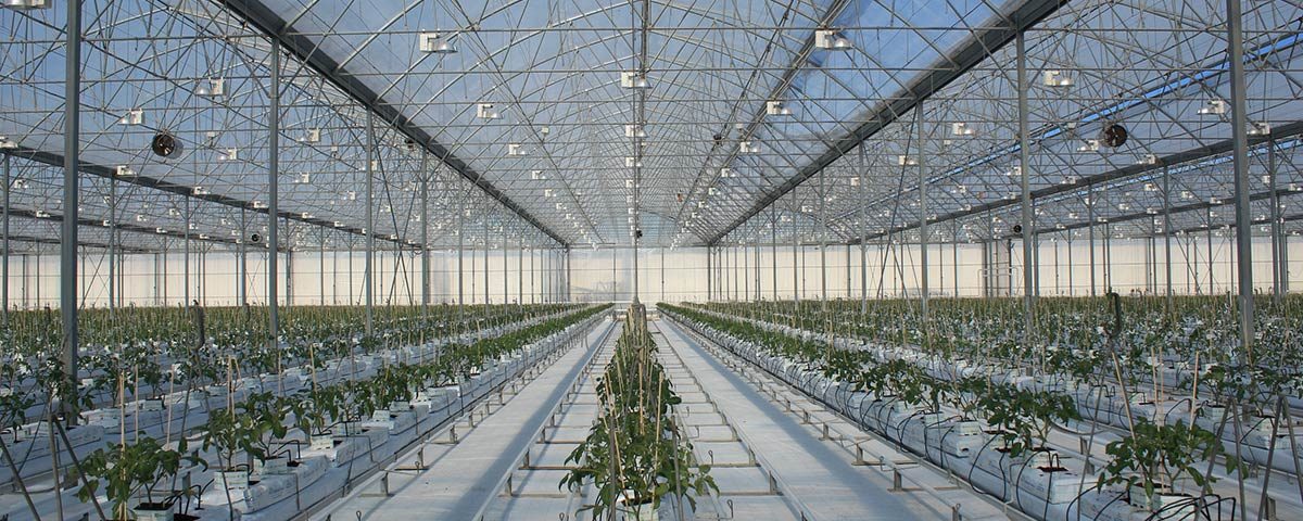 Gandini_serre_pomodori
