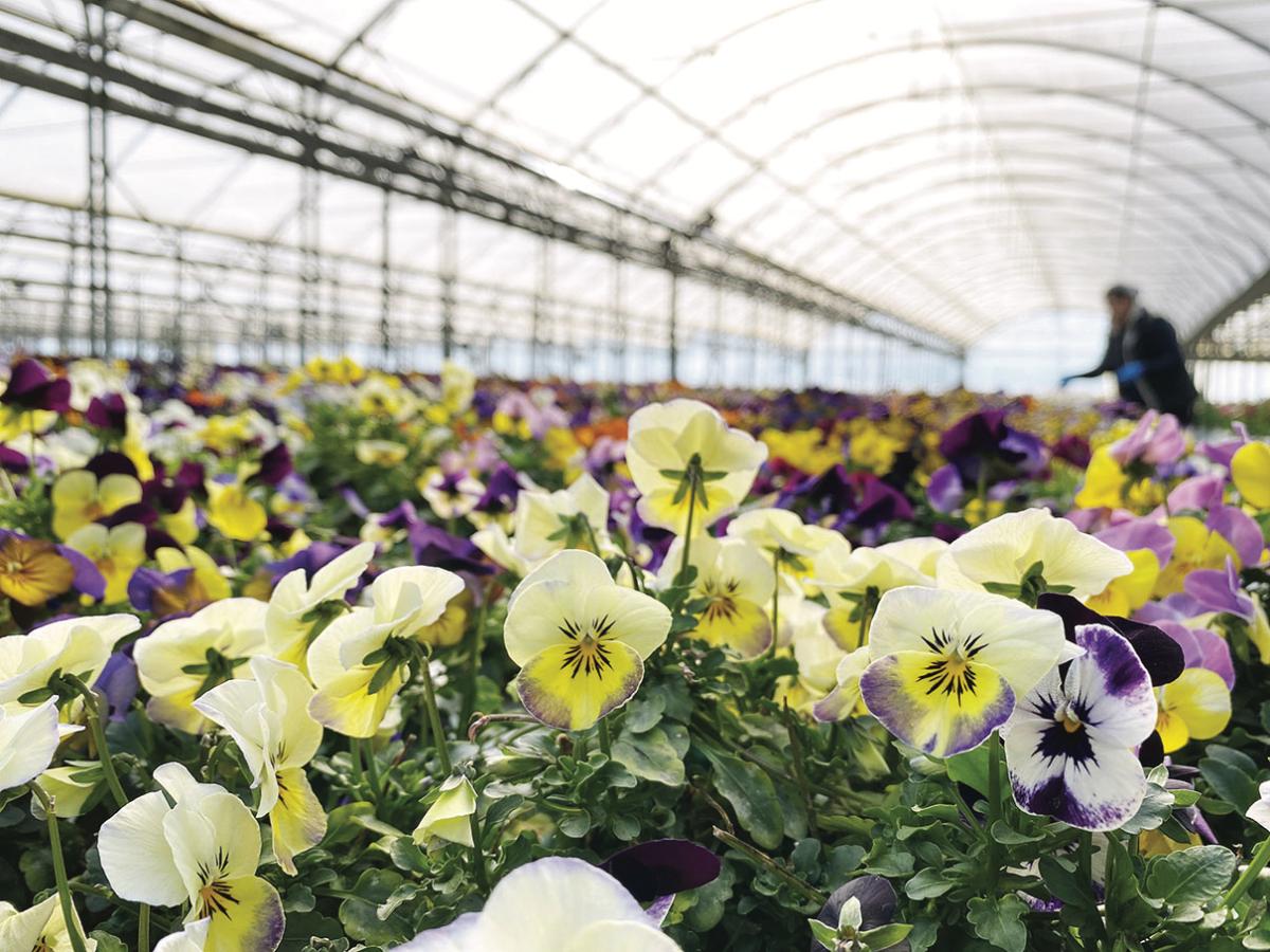 'Insalata dell'Orto fiori eduli L'Insalata dell'Orto