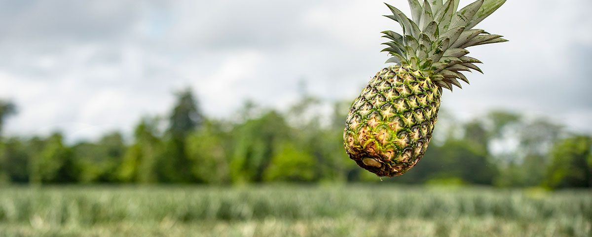 Ananas-Nicofrutta-Nicoverde