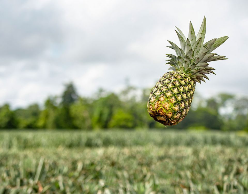 Ananas-Nicofrutta-Nicoverde