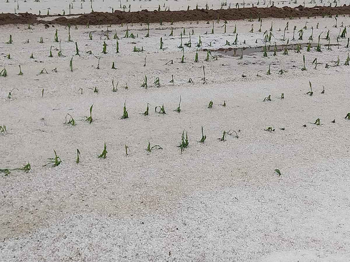 coldiretti maltempo grandine alluvioni