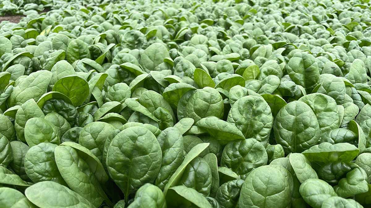 Syngenta