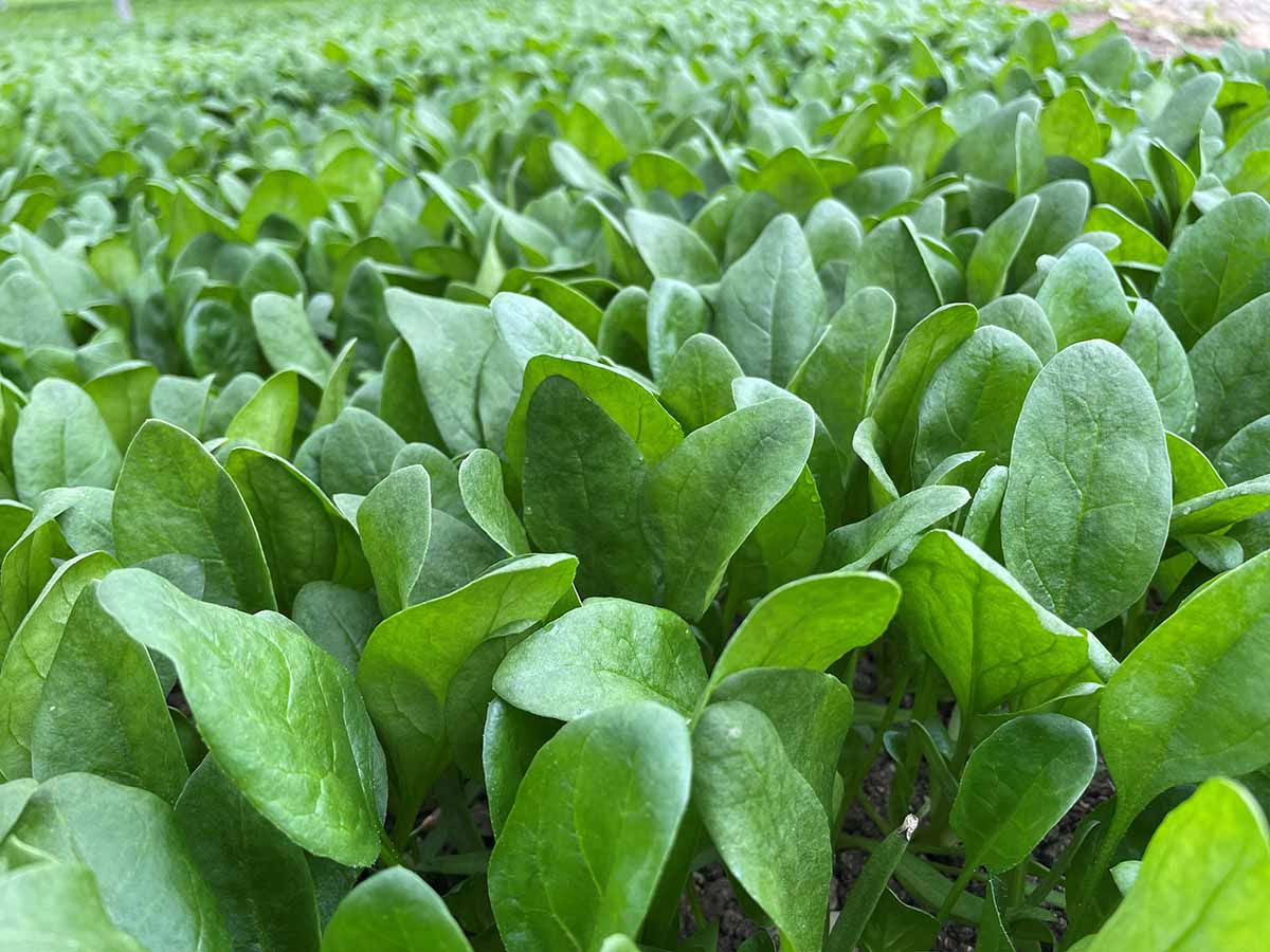 Syngenta