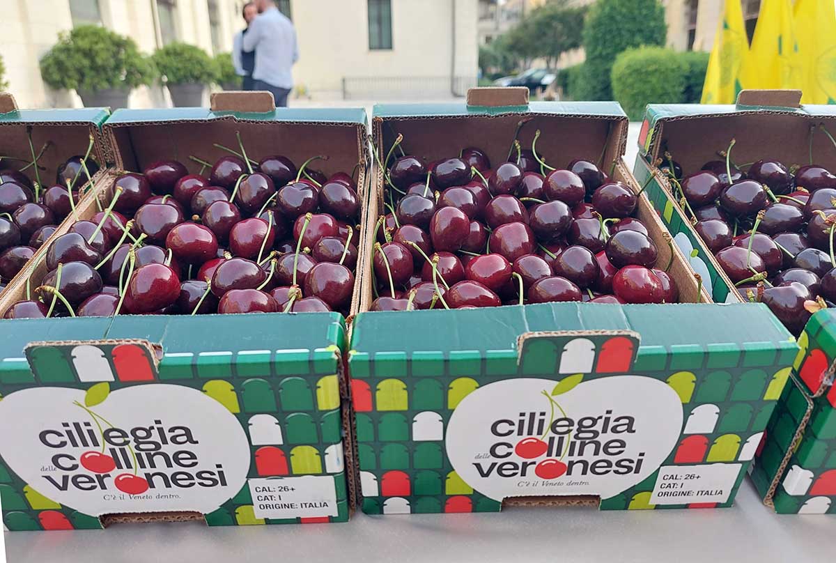 Verona, Ciliegia delle colline veronesi