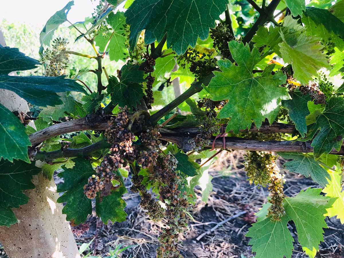 Puglia maltempo uva