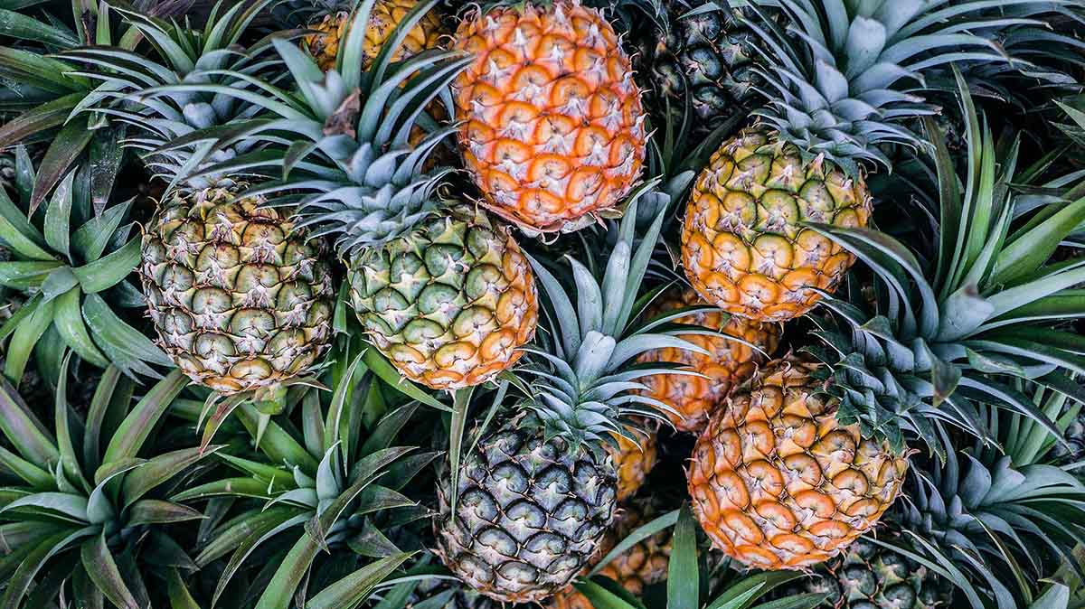 Ananas