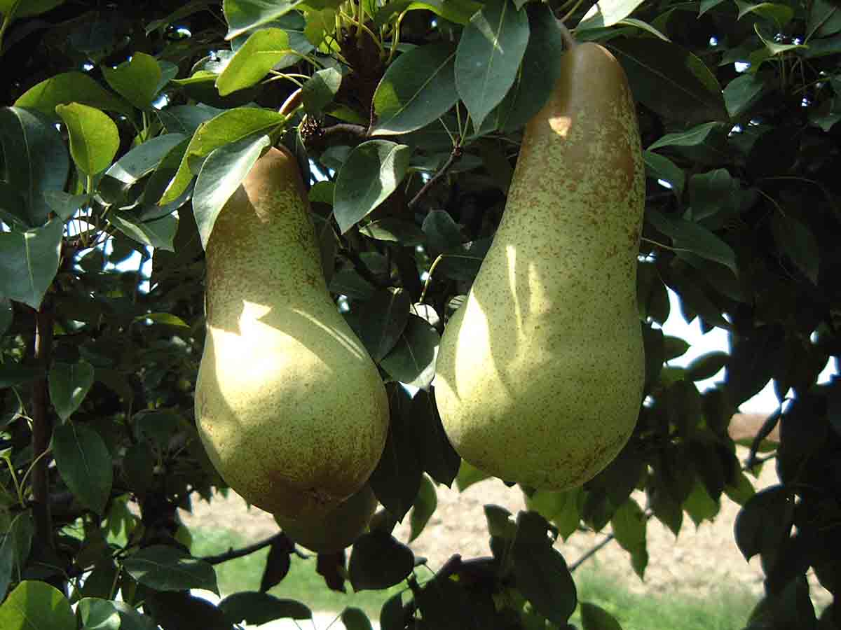 pere