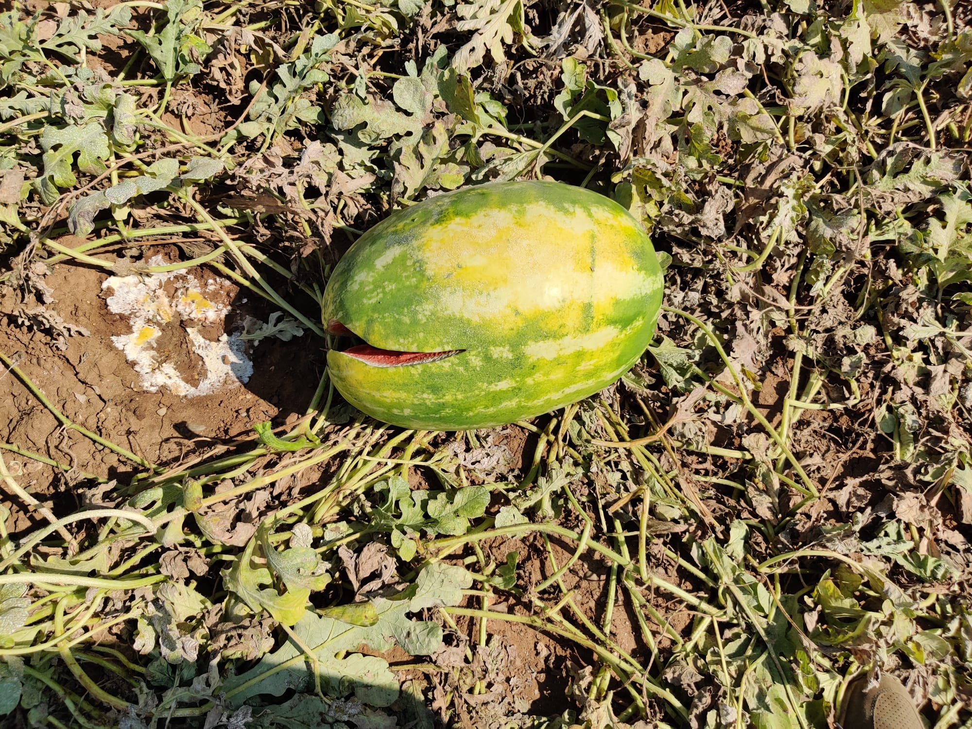 ortofrutta cia puglia