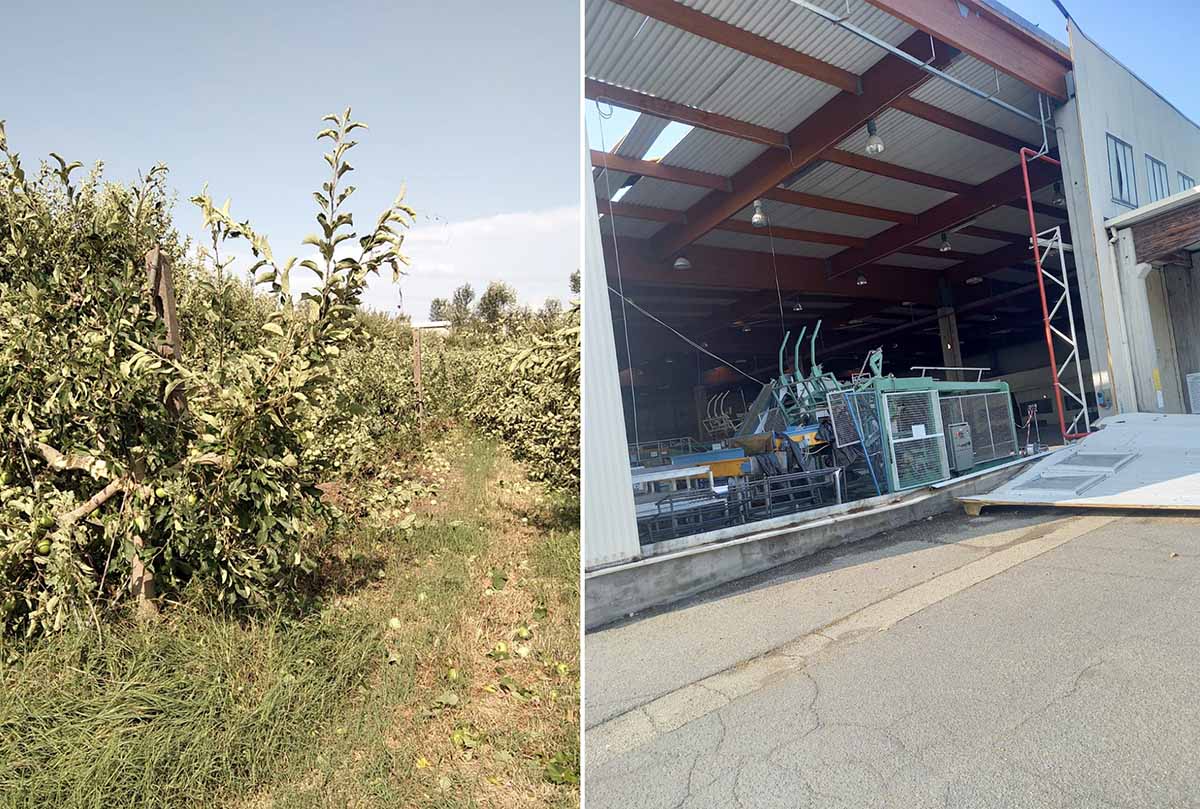 Apofruit danni maltempo