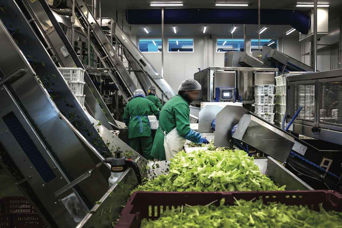 'Orto Insalata dell'Orto